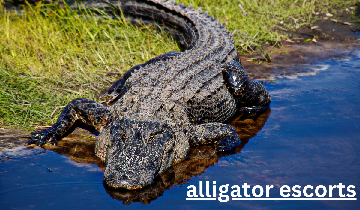 alligator escorts