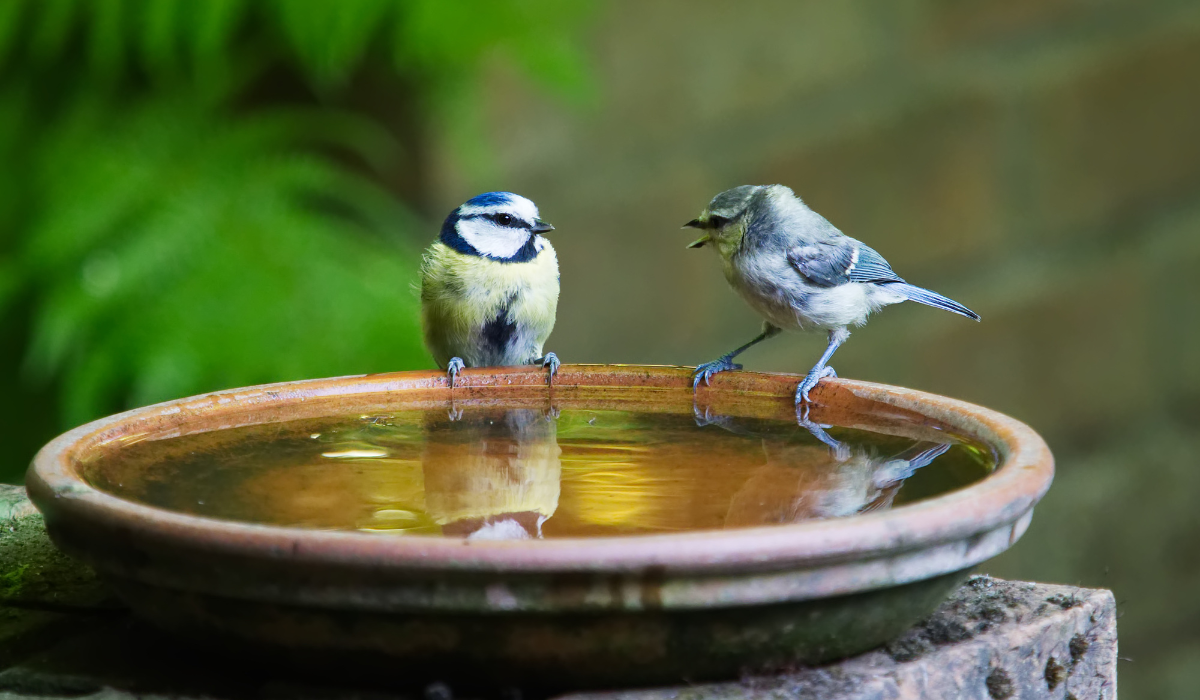 bird feeders canada